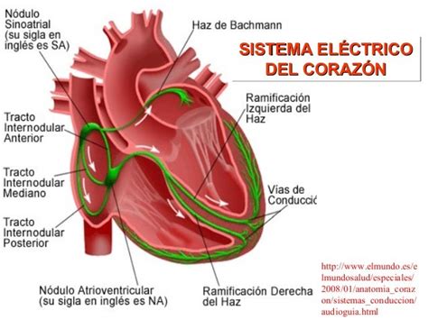 sistema electrico del corazon-1